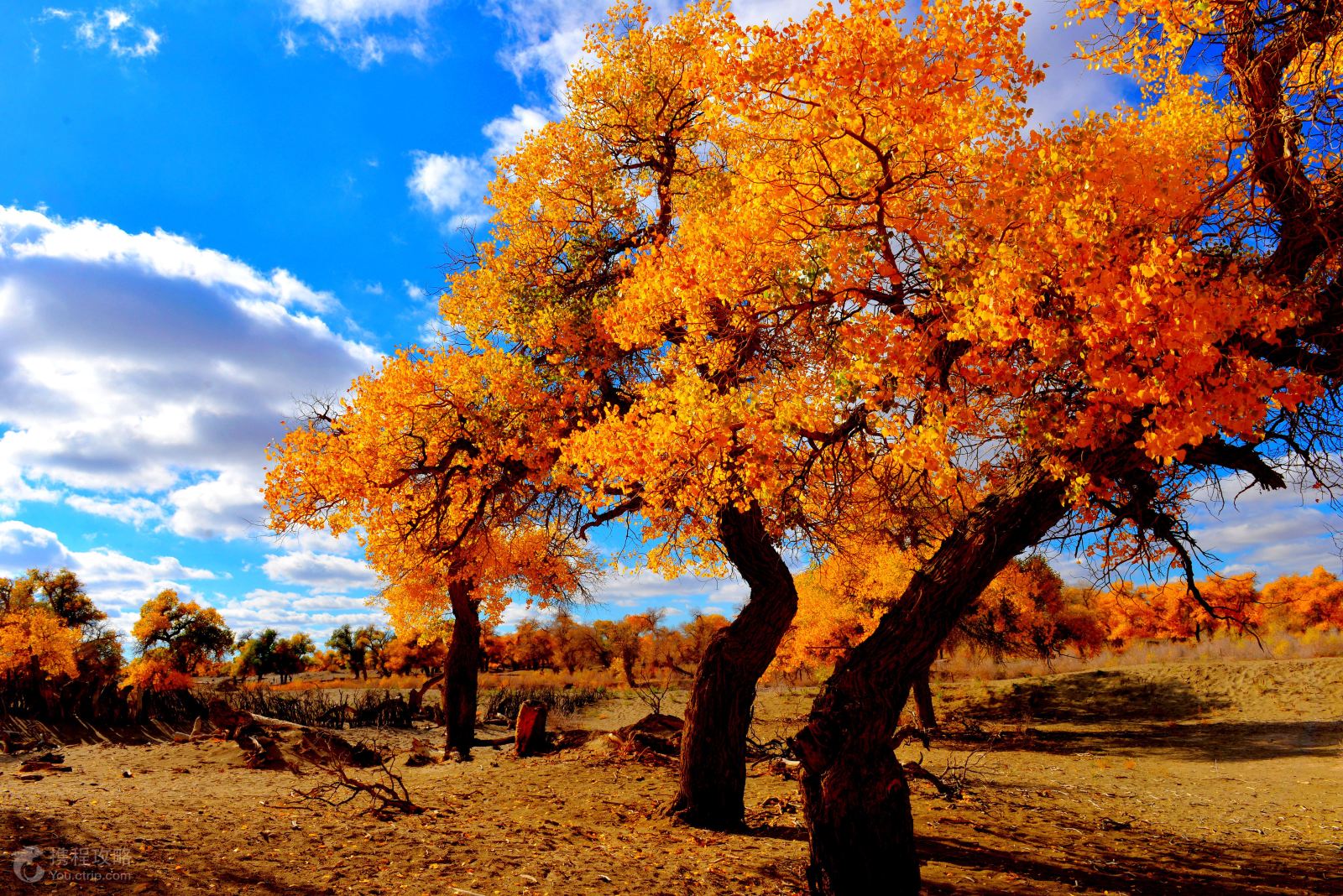 银川+阿拉善左旗+额济纳旗8日7晚跟团游(2钻