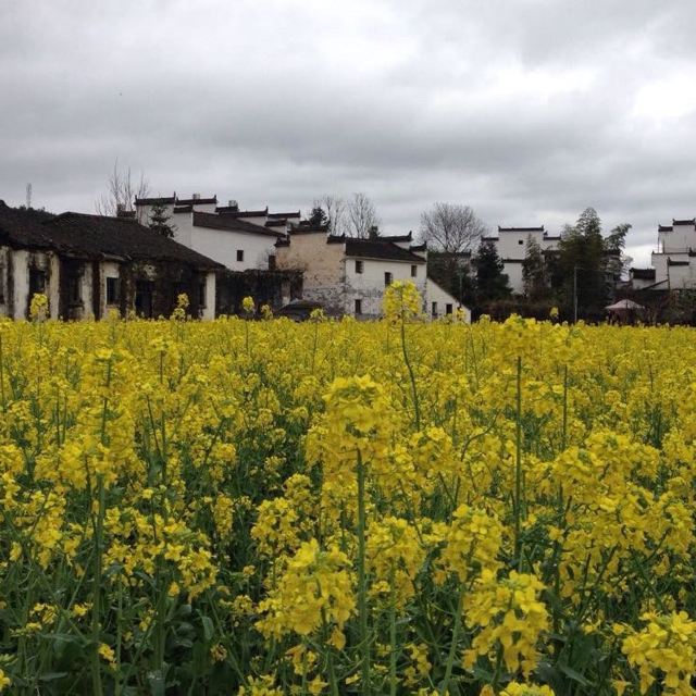 西线的思溪延村,油菜花包围着徽派建筑