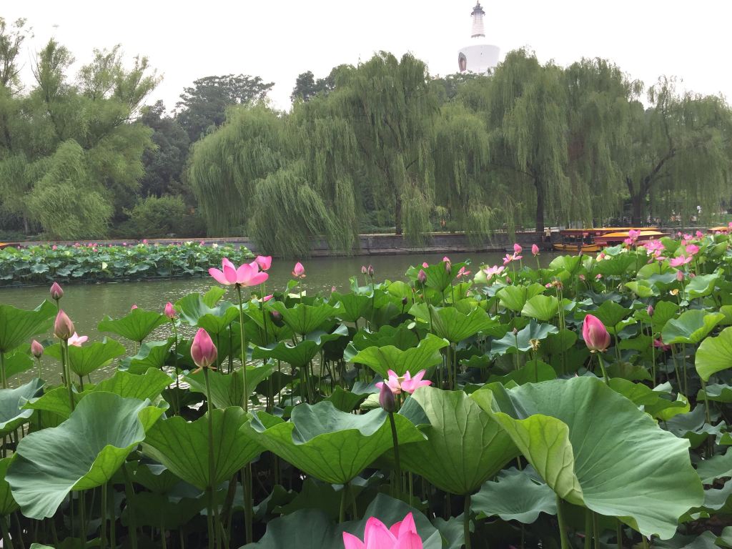 初夏-北京北海公园-醉美荷花!