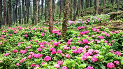 大木花谷林下花园花历:3,4月郁金香,4,5月杜鹃花,芍药,6月绣球花,海棠