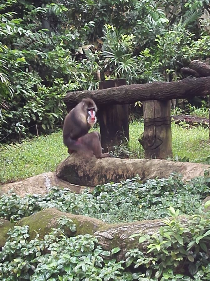 牛爸牛妈牛哥结伴游狮城 - 新加坡游记攻略【携