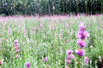 宜昌凤凰尾熏衣草观光园附近景点,凤凰尾熏衣