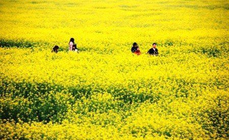 踏春好去处 珠江三角洲赏油菜花攻略