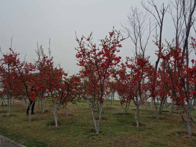 阳春三月游西安之三:园博园 - 西安游记攻略