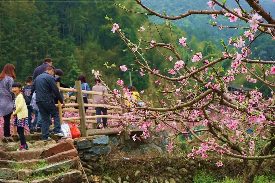 南平溪源庵赏桃花