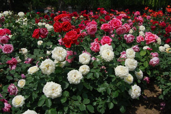 五月,到睦南公园来看月季花海 - 天津游记攻略