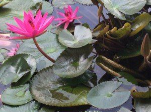 再次出发,只为与你遇见!梦里锡兰-斯里兰卡(全