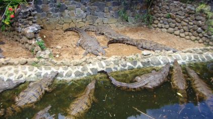 鳄鱼公园门票预订_鳄鱼公园门票价格_鳄鱼公园门票多少钱_玩不啦景点