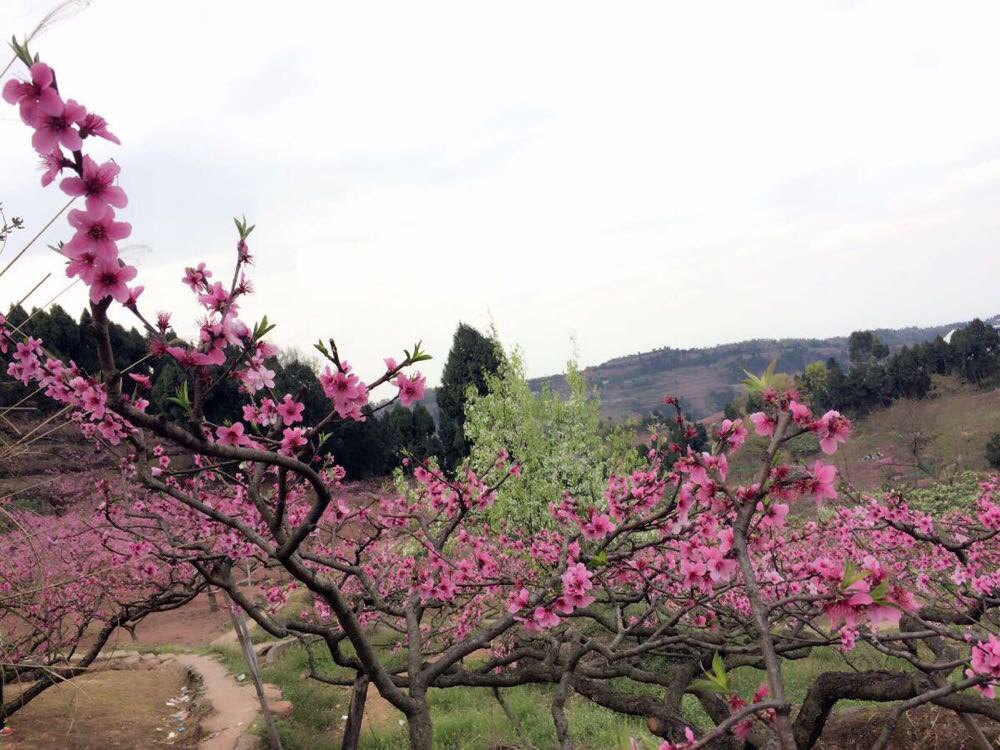 一日游桃花故里晒太阳赏花