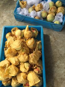 【携程攻略】无锡无锡阳山水蜜桃采摘【时令采