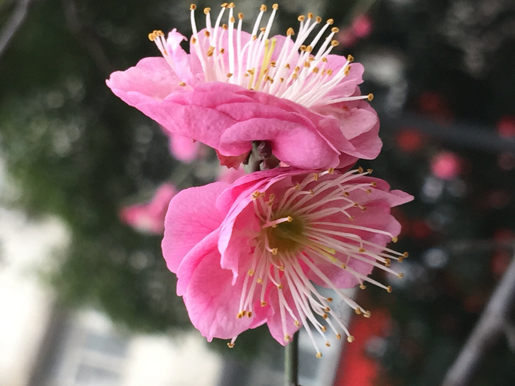 南京的市花有多美-梅花告诉你