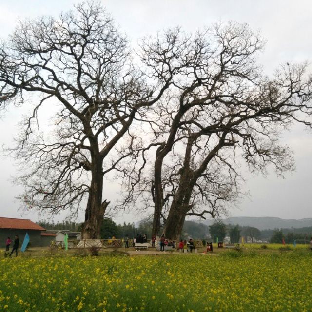 秀田古树,油菜花美景(新丰县马头镇)