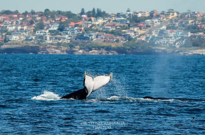游悉尼不可不做的两件事~观鲸之旅+海鲜大餐