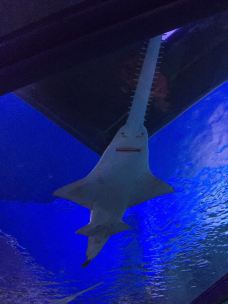 【携程攻略】悉尼悉尼水族馆图片,悉尼水族馆