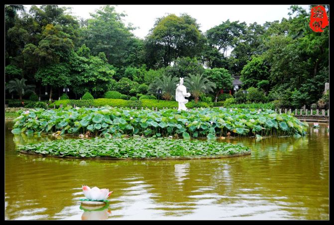 【夏日荷塘】荷城正值荷花开,贵港喜迎贵宾来