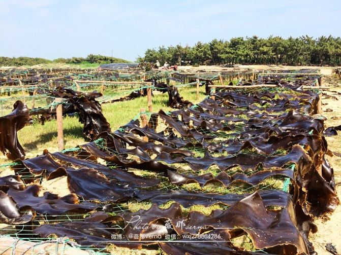 威海三日游:住海景房,出海打渔,途遇晒海带…感