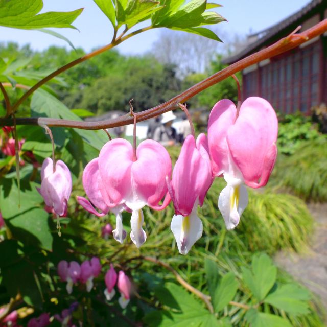 植物园内牡丹花蛮多,但缺少对花的品种介绍与说明,只能全游客自由发挥