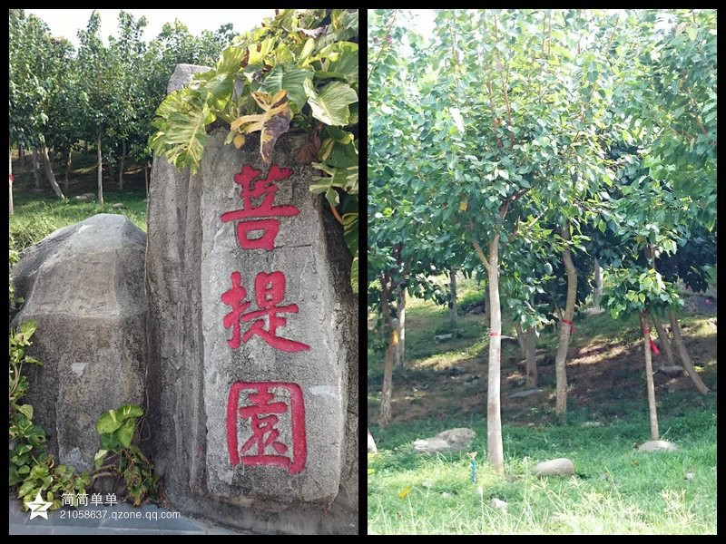 公园最深处的南山寺,下了电瓶车后路过一个菩提园,里面的菩提树都是