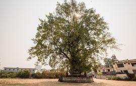 芒市树包塔天气预报,历史气温,旅游指数,树包塔
