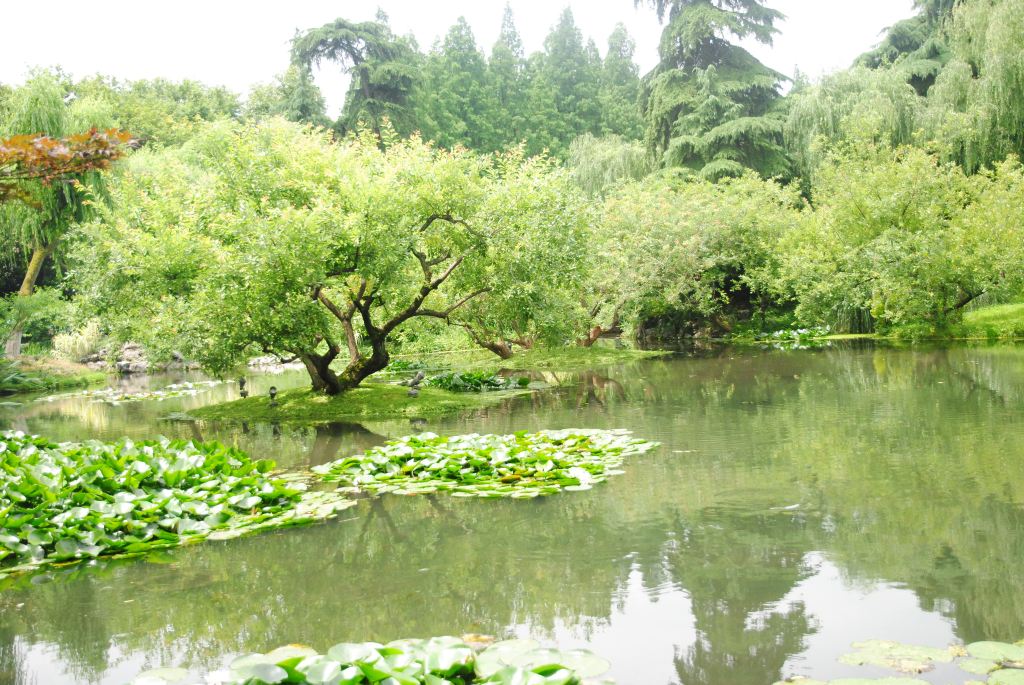 初夏杭州行,西湖美景六月天的3日半漫游记