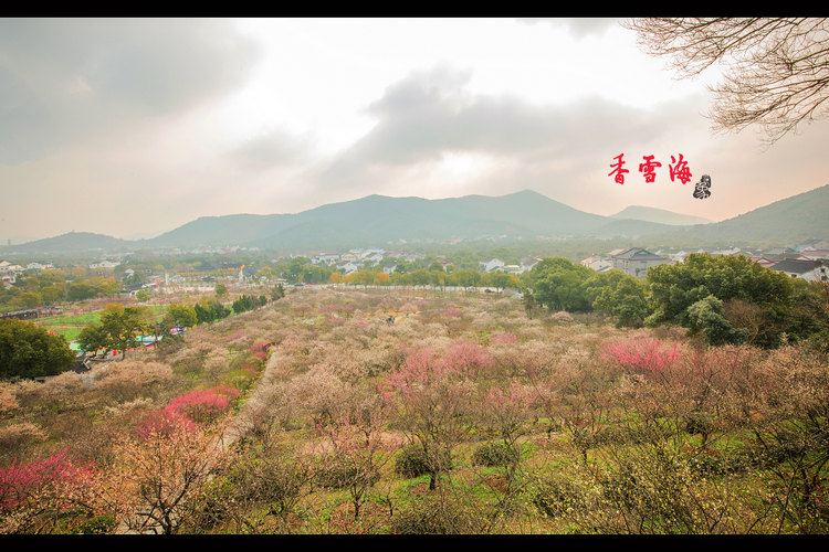 【印象光福香雪海】