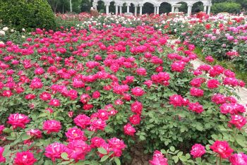 五月,到睦南公园来看月季花海 - 天津游记攻略