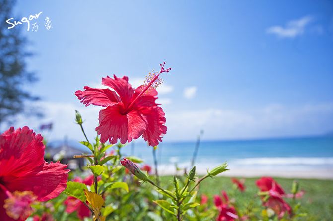 海水湛蓝透明如水晶一般,绿树成荫,红花点缀,岸边细沙如银,椰影婆娑