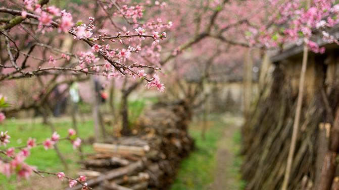 桃李芬芳满山村 - 泰顺游记攻略