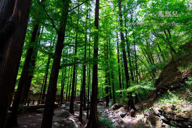 [凤麒儿]北京植物园——初夏漫步水杉林,赏月季