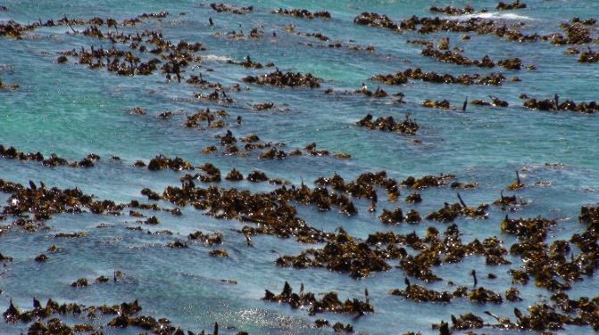 [原创]企鹅岛上见识懒驴企鹅。南非10. - 开普