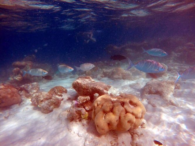 马尔代夫双鱼岛的浪漫之旅 - 马累环礁游记攻略