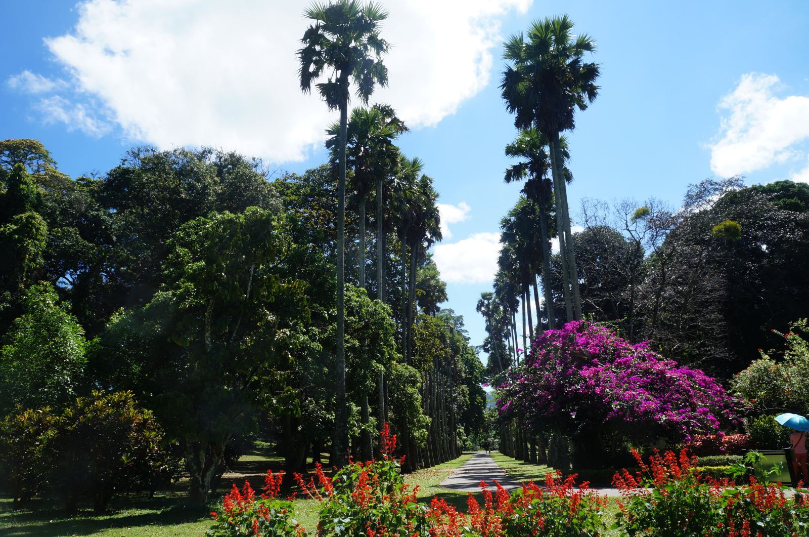 斯里兰卡+马尔代夫8日半自助游·直飞+皇家植