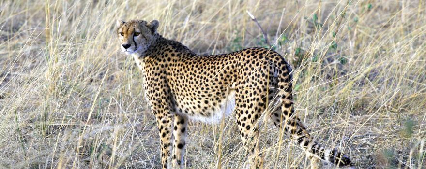 2015肯尼亚旅游攻略,自助游\/自驾\/出游\/自由行