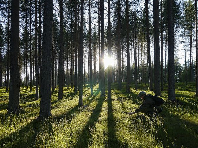 Kotipizza kuusamo 来到芬兰当然不能错过这家誉满北欧的Koti比萨,他是北欧最大的比萨连锁,也是欧洲第二大比萨连锁。1987年,Koti比萨由Rabbe Grnblom创建。到2009年夏Koti比萨连锁发展到130多个大都市,拥有250多家餐厅,Koti还在一些交通主干道连接处的汽车服务站设有餐厅。最北部的Koti比萨餐厅位于芬兰乌茨约基的卡里加斯涅米。除芬兰本土外,Koti在圣彼得堡、艾斯塔尼亚等地都有连锁分支。Koti也曾落户中国,名为家家比萨,但是存在时间不长。Koti比萨的箴言