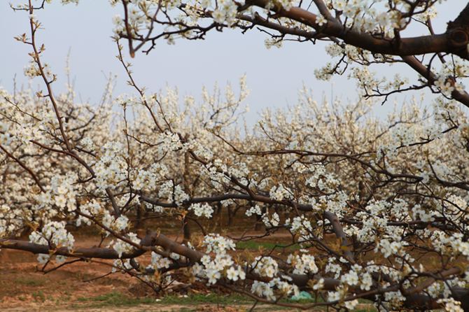 赵县梨花--梨花风起正清明,游子寻春半出城 - 赵