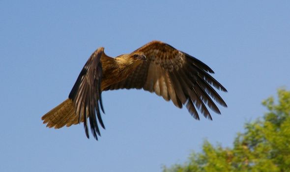 【达尔文印象】达尔文旅游怎么样_达尔文哪里