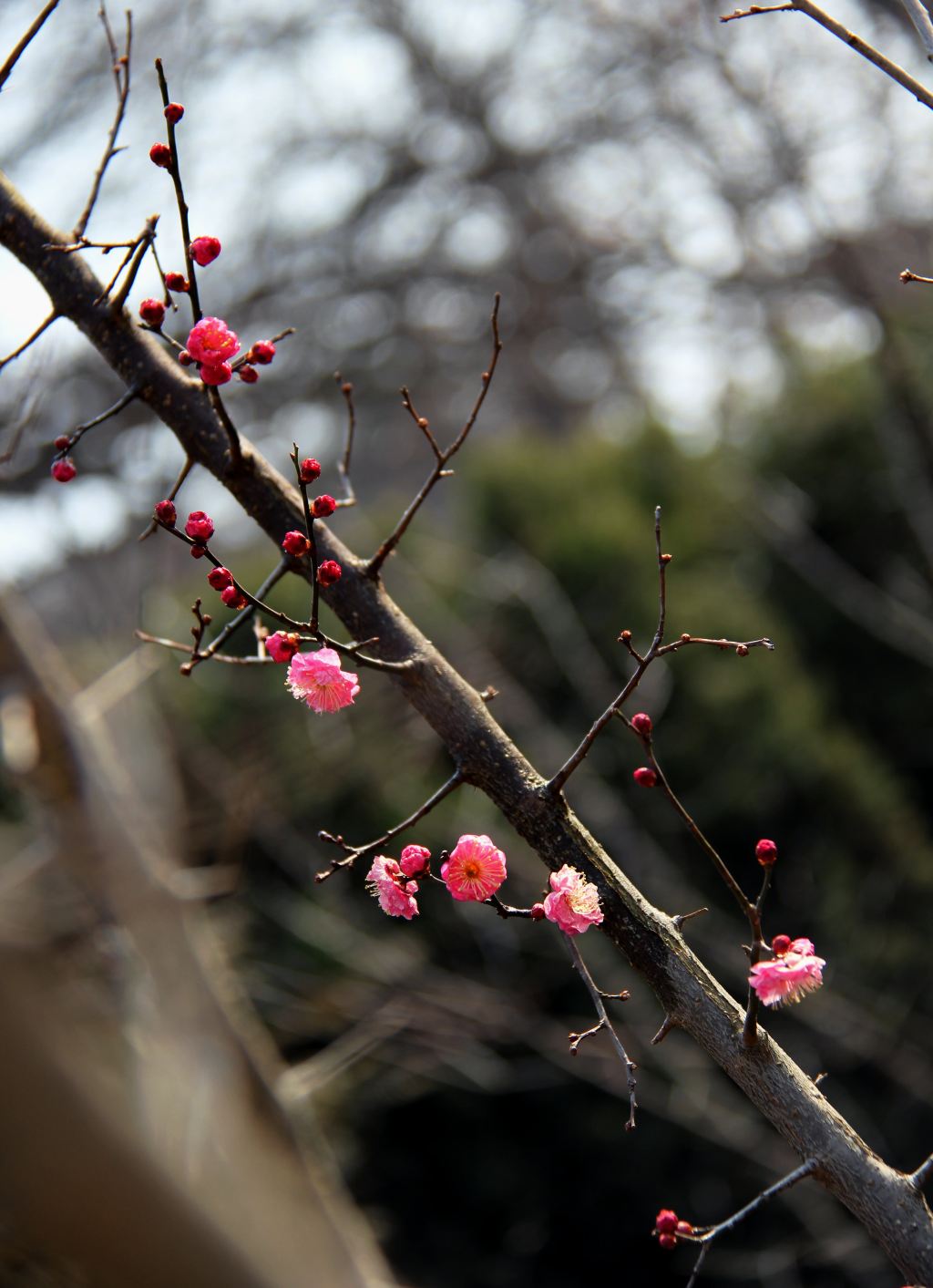 青岛惊蛰的红梅花儿开