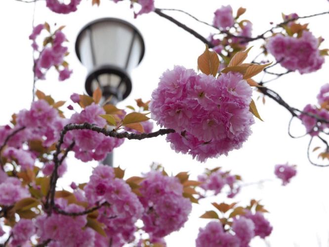 日本樱花之旅 - 大阪游记攻略