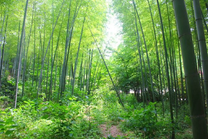 #加油站#攻略竹林游湖好去处-天目湖夏日攻略山南地区旅游景点游记图片