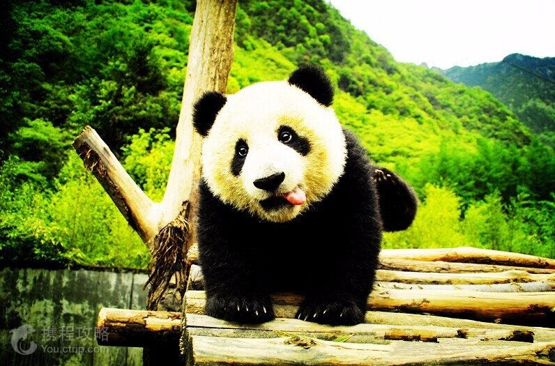 九寨沟+黄龙4日3晚跟团游·大熊猫草原美食双