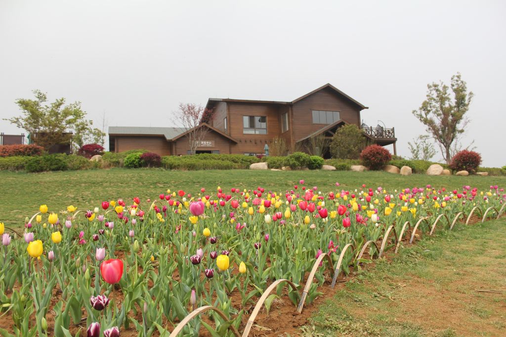 赏花散心好去处 巢湖郁金香高地