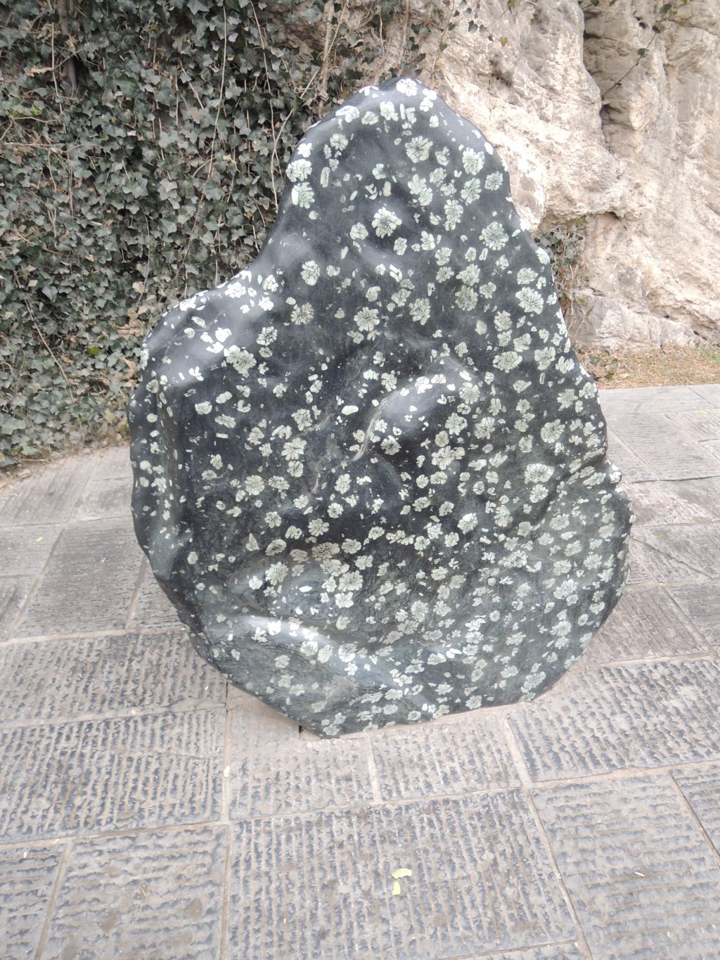 走着走着,有看到一块奇怪的石头,是化石?