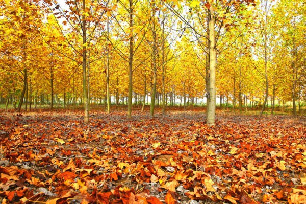 南京的秋天在哪里 在美丽乡村多彩竹镇止马岭