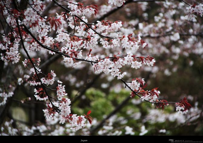 春,樱花季, 雨中的岚山 - 京都游记攻略