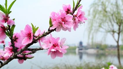 情随桃花醉简谱_桃花醉简谱