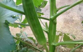 温州南雁荡山东西洞景区天气预报,历史气温,旅