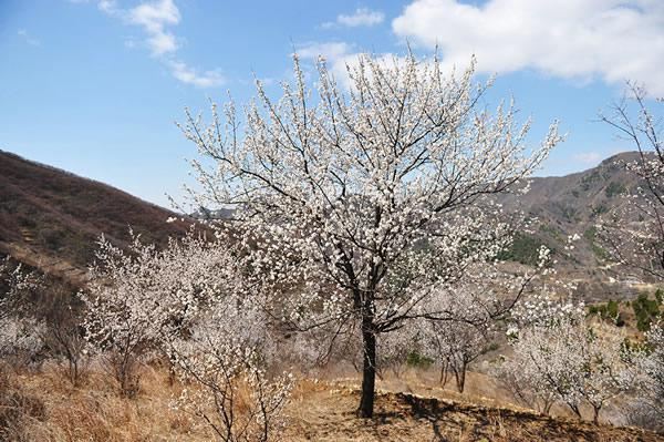 穿山赏花,来房山蒲洼游戏看梯田-房山游记攻a梯田大本营通关越岭图片