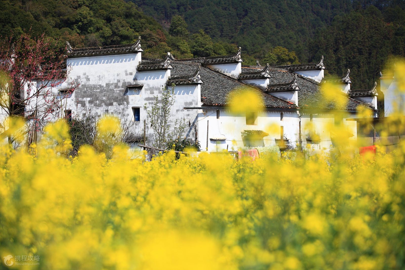 江西婺源2日1晚跟团游·山峦重叠溪涧纵横婺源最美花海