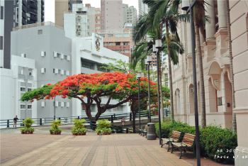 香港大学