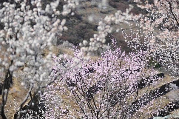 穿山越岭,来房山蒲洼赏花看密室-房山游记攻狱梯田逃脱7攻略第19图片